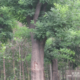 滿洲里15公分國(guó)槐什么樣