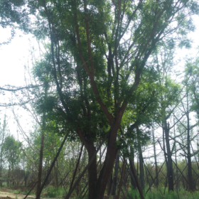 陜西西安引鎮(zhèn)現(xiàn)成大規(guī)格茶條槭，國槐