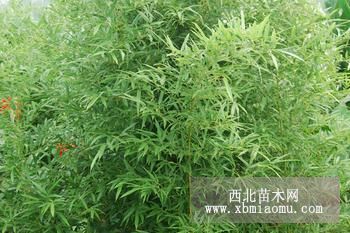 山東觀賞竹子山東優(yōu)質(zhì)觀賞竹子青州黃樓觀賞竹子