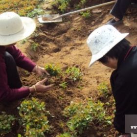 大量低價供應(yīng)甜茶小水苗 甜茶小苗 甜茶苗 海棠小苗