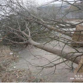 大量供應(yīng)油松、國(guó)槐、銀杏、北欒、白蠟