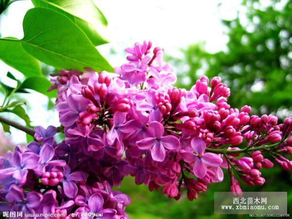 紅瑞木/紫荊/紫丁香/北海道黃楊