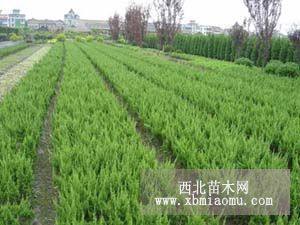 山東水生植物