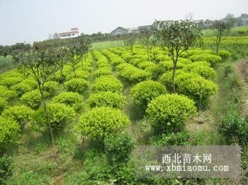 山東連翹基地山東優(yōu)質(zhì)連翹山東青州優(yōu)質(zhì)連翹