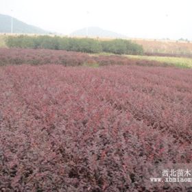 红花继木.红花继木球.红桎木