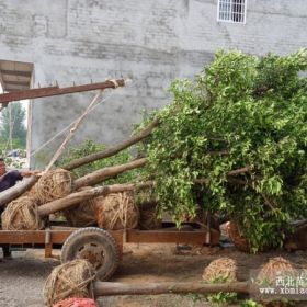 移栽香橼价格查询，益阳香橼价格，湖南香橼价格行情