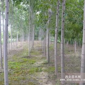 供應(yīng)京津白蠟小苗成活率高產(chǎn)品推薦