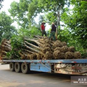 12公分移栽黄山栾树-15公分移栽黄山栾树，移栽黄山栾树图片