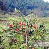 紅豆杉小苗價格，山東紅豆杉小苗，便宜紅豆杉小苗