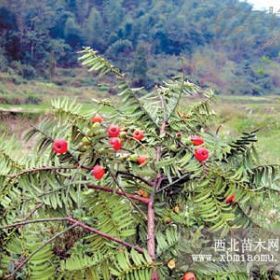 红豆杉小苗价格，山东红豆杉小苗，便宜红豆杉小苗