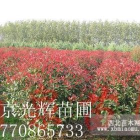 紅葉石楠球.南京紅葉石楠基地紅葉石楠球報價