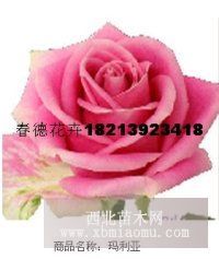 供应玫瑰苗#一年生玫瑰苗#两年生玫瑰苗