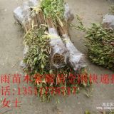 美国大红花紫薇小苗/50高紫薇小苗价格/紫薇小苗批发