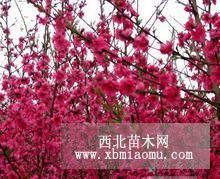 供应红叶樱花/红叶樱花价格/山东红叶樱花基地