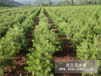 山西油松油松价格油松哪里便宜找油松到绛县油松价格