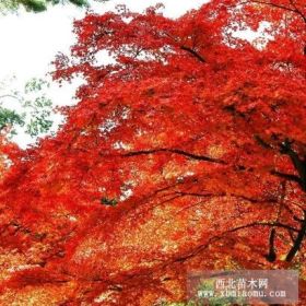 紅楓圖片，2013紅楓價(jià)格，紅楓基地，山東紅楓