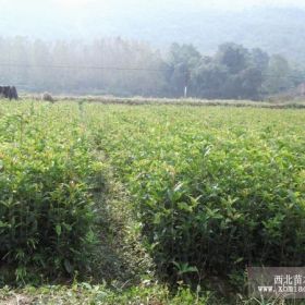 大量低價出售優(yōu)質(zhì)桂花苗 江西八月桂小苗