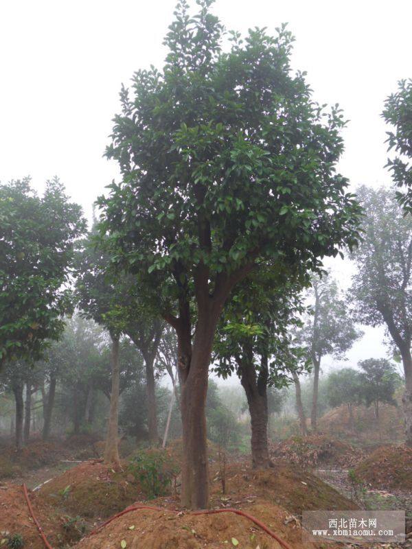 香櫞香泡