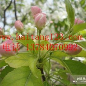 河北懷來大華苗木基地經(jīng)營當(dāng)?shù)匕死夂Ｌ臉?/></a>
<div><a href=