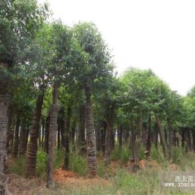 高杆大叶女贞，高杆大叶女贞价格，湖南高杆女贞价格