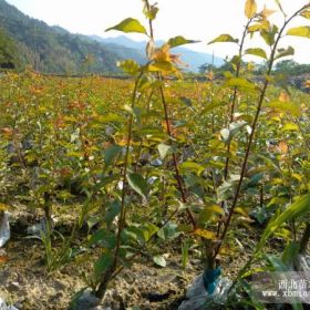 浙江奉化骨里紅梅小苗，宮粉梅花小苗