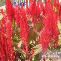 一串紅 草花供應(yīng) 寧夏一串紅供應(yīng) 那里有一串紅