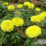 山東萬壽菊 青州萬壽菊 濰坊萬壽菊 天津萬壽菊 北京萬壽菊