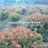 安徽肥西紅葉石楠\金華紅葉石楠供應(yīng)實(shí)球50-300公分