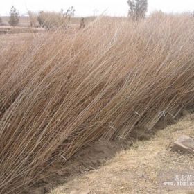 出售大量2年榆樹苗