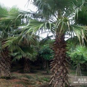 華棕 老人葵 加州蒲葵 漳州華棕 福建華棕 福建老人葵