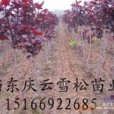 彩紅楊適合再怎樣的環(huán)境下生長