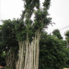 福建漳州氣根榕