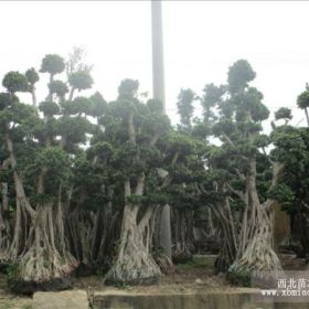 小葉榕樹樁 榕樹盆景 人參榕樹盆景