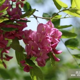 常年大量供应香花槐