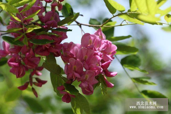 香花槐