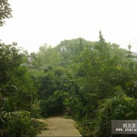 泸州花卉苗木、泸州花卉苗木基地、泸州花卉苗木销售