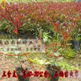 紅葉石楠、紅葉小檗、金葉女貞、種植基地直銷