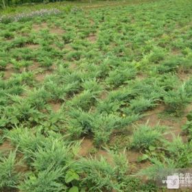 铺地板、沙地柏、爬地柏、地柏、种植基地直销