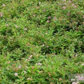 红花绣线菊、金山绣线菊、金焰绣线菊、绣线菊、自家现苗直销