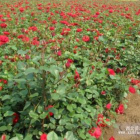 丰花月季，大花月季，高杆月季，种植基地直销