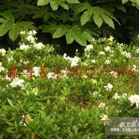 栀子花、毛杜鹃、紫杜鹃、种植基地直销