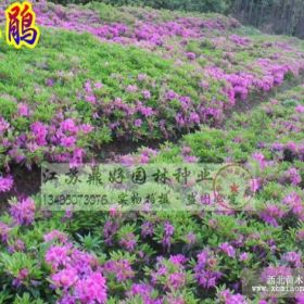 紫杜鹃、毛杜鹃、栀子花、种植基地直销