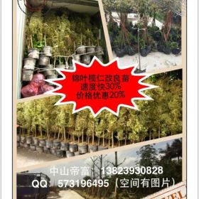 锦叶榄仁 花叶榄仁 50万良种速生苗 中山帝富林产