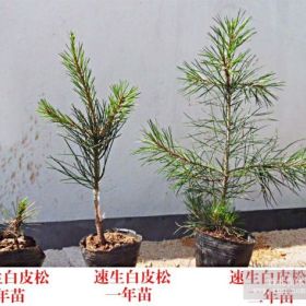 莒南縣欣鑫花木速生白皮松1號小苗