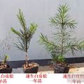 莒南縣欣鑫花木速生白皮松1號(hào)小苗