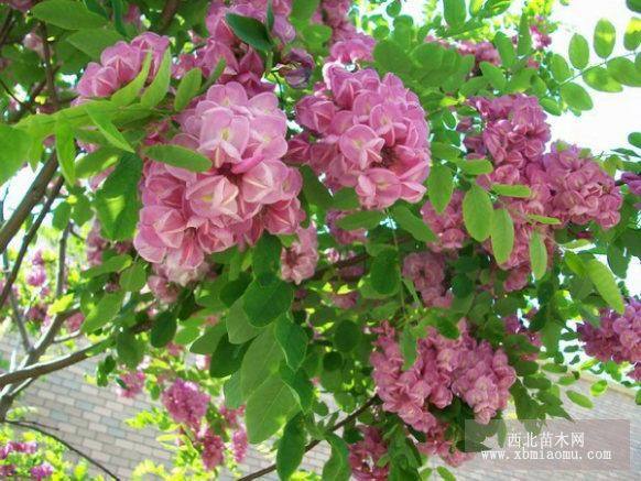 河北香花槐,河北國槐