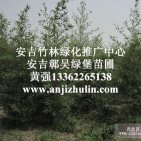 安吉罗汉竹田苗种植者供应地径1-3厘米算盘竹罗汉竹