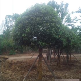 友愛成都/西安苗圃直銷精品苗木茶條槭，蒙古櫟，桂花