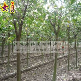 高杆女贞、黄玉兰、二乔玉兰苗圃直销