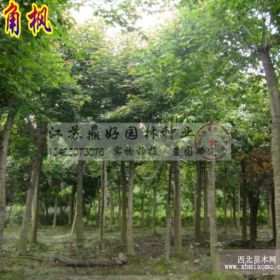 三角枫、元宝枫、苗木基地供应